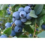 Load image into Gallery viewer, Green Soup Hard Candy, 100mg THC Total